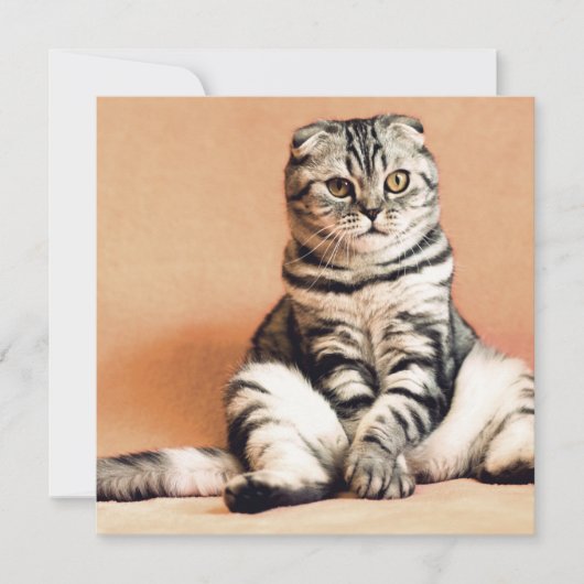 可愛い子猫が手足を伸ばした カード (正面)