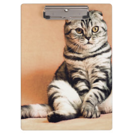 可愛い子猫が手足を伸ばした クリップボード