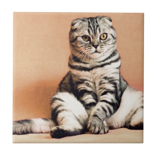 可愛い子猫が手足を伸ばした タイル (正面)