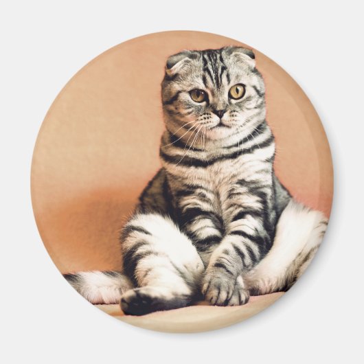 可愛い子猫が手足を伸ばした マグネット (正面)