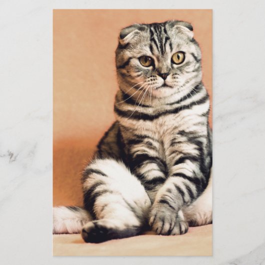 可愛い子猫が手足を伸ばした 便箋 (正面)