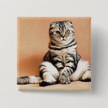 可愛い子猫が手足を伸ばした