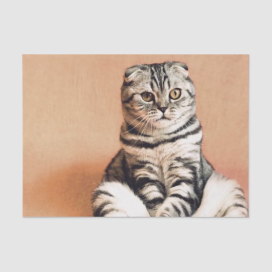 可愛い子猫が手足を伸ばした 薄葉紙 (正面)