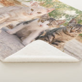 可愛い子猫が3匹一緒にフレンドリー座る シェルパブランケット (3/4)