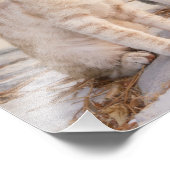 可愛い子猫が3匹一緒にフレンドリー座る フォトプリント (角)