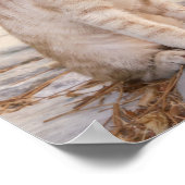 可愛い子猫が3匹一緒にフレンドリー座る ポスター (角)