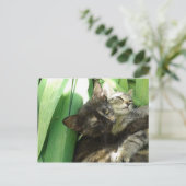 可愛い子猫の可愛いポストカード ポストカード (スタンド正面)