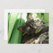 可愛い子猫の可愛いポストカード ポストカード (正面/裏面)