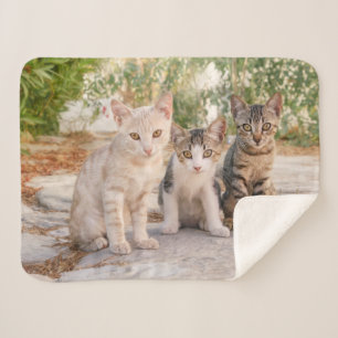 可愛い子猫3匹が一緒に座フレンドリーる シェルパブランケット