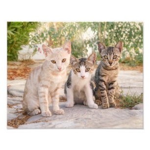 可愛い子猫3匹が一緒に座フレンドリーる フォトプリント           