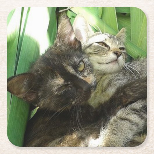 可愛い子猫 スクエアペーパーコースター (正面)