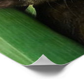 可愛い子猫 ポスター (角)