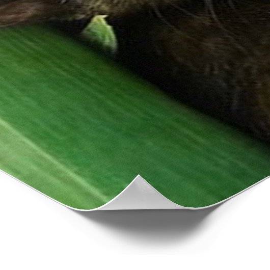 可愛い子猫 ポスター (角)