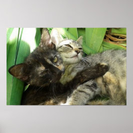 可愛い子猫 ポスター