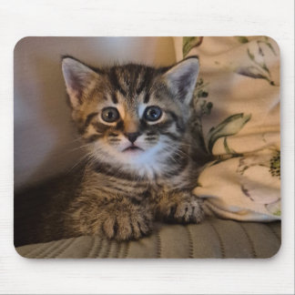 可愛い子猫 マウスパッド
