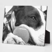 可愛い悲しそうな表情のピットブル犬の白黒とボール フォトプラーク (側面)
