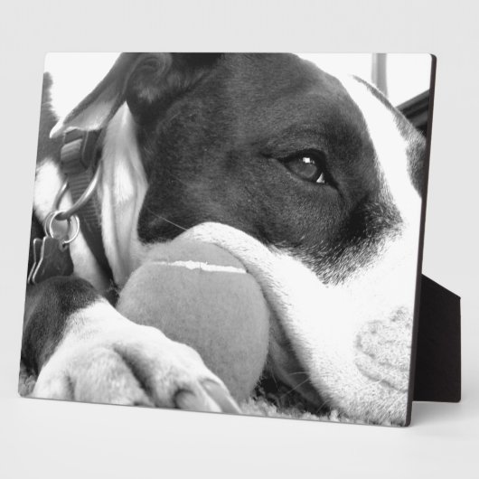 可愛い悲しそうな表情のピットブル犬の白黒とボール フォトプラーク (側面)