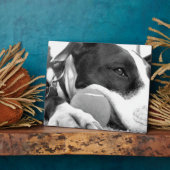 可愛い悲しそうな表情のピットブル犬の白黒とボール フォトプラーク (側面)