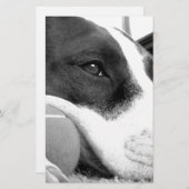 可愛い悲しそうな表情のピットブル犬の白黒とボール 便箋 (正面/裏面)