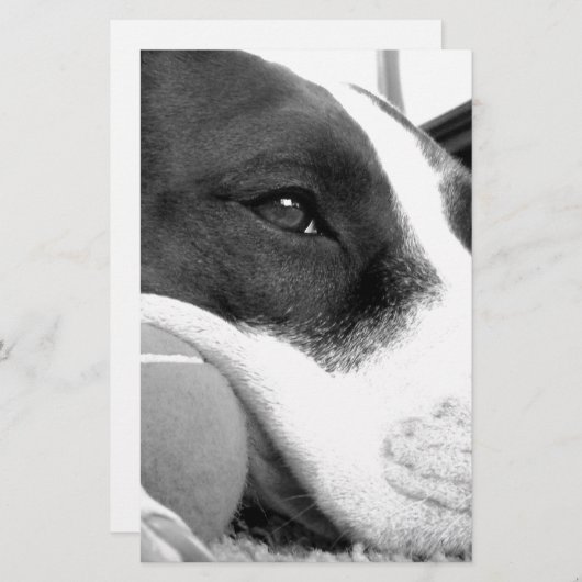 可愛い悲しそうな表情のピットブル犬の白黒とボール 便箋 (正面/裏面)