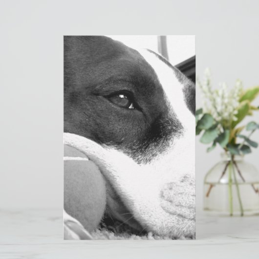 可愛い悲しそうな表情のピットブル犬の白黒とボール 便箋 (スタンド正面)