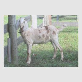 可愛い斑点つきフロッピー育てヤギティッシュペーパー 薄葉紙