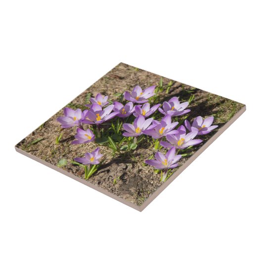 可愛い春 タイル (側面)