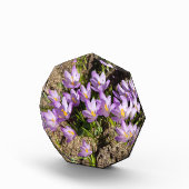 可愛い春 フォトブロック (右)