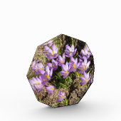 可愛い春 フォトブロック (左)