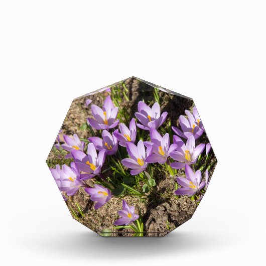 可愛い春 フォトブロック (正面)