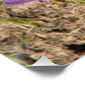 可愛い春 ポスター (コーナー)