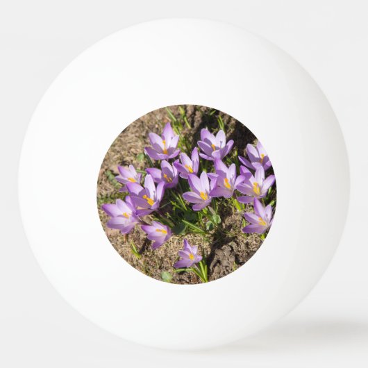 可愛い春 卓球ボール (正面)