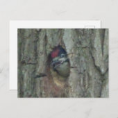 可愛い木こりヤングリングDIYはがき ポストカード (正面/裏面)