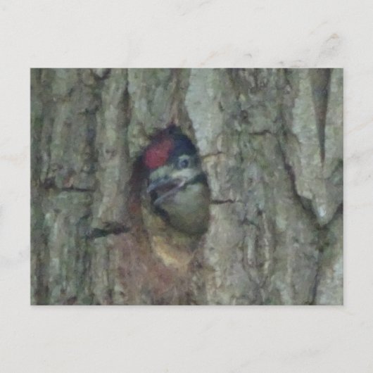 可愛い木こりヤングリングDIYはがき ポストカード (正面)