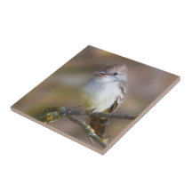 可愛い灰喉フライキャッチャーソンバードオンブランチ