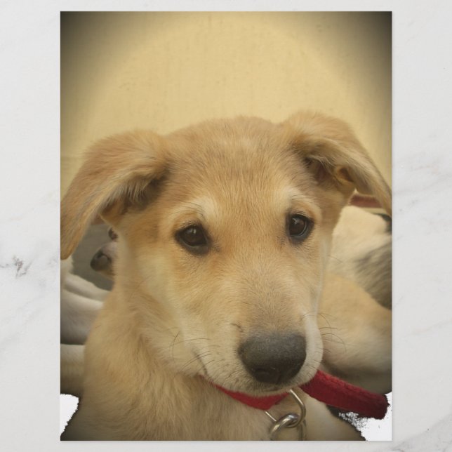 可愛い犬と子犬Mans第二最高のの友人.png (正面)