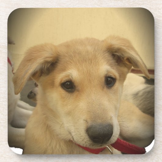 可愛い犬と子犬Mans第二最高のの友人.png コースター (正面)