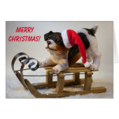 可愛い犬のクリスマス (正面横)