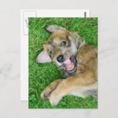 可愛い犬のバーガーのピカードの子犬。 ポストカード (正面/裏面)