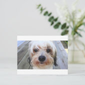 可愛い犬のベンチはがき ポストカード (スタンド正面)