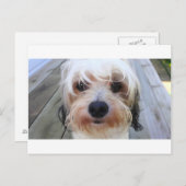 可愛い犬のベンチはがき ポストカード (正面/裏面)