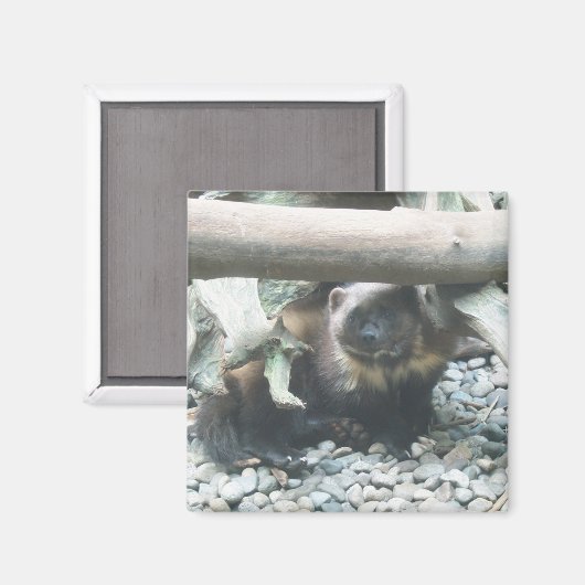 可愛い狼 マグネット (正面/裏面)