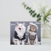 可愛い猫たち 案内ポストカード (スタンド正面)