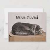 可愛い猫グレーがボックスで寝る動き カード (正面)