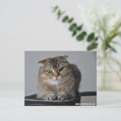 可愛い猫スコティッシュフォールド:元気 ポストカード (スタンド正面)