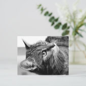 可愛い猫ポートレート – 思想家 ポストカード (スタンド正面)