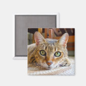 可愛い猫マグネット マグネット (正面/裏面)
