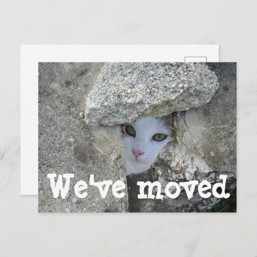 可愛い猫隠し写真はがきを移動 案内ポストカード (正面/裏面)