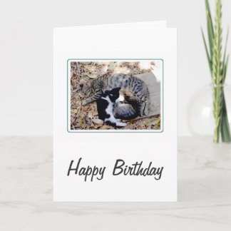 可愛い猫3匹が丸まって寝込み誕生日 カード