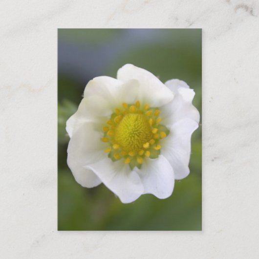 可愛い白いイチゴの花のビジネスカード 名刺 (正面)
